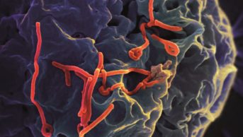 Micrograph of the ebola virus budding from an infected cell (blue)