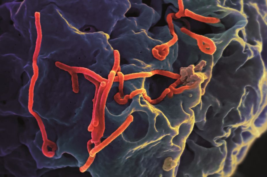 Ebola virus budding from cell
