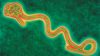 Scientists have identified an important pathway used by the Ebola virus to gain entry into cells that may lead to new therapeutic approaches.