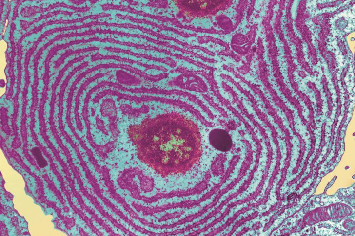 Assay screens compounds that target the endoplasmic reticulum - The ...