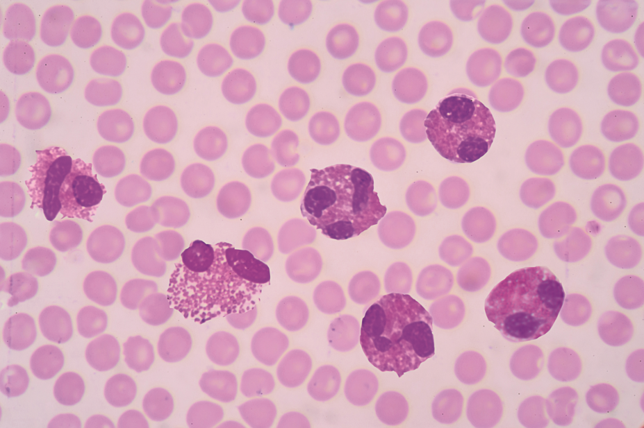 Eosinophil white blood cells