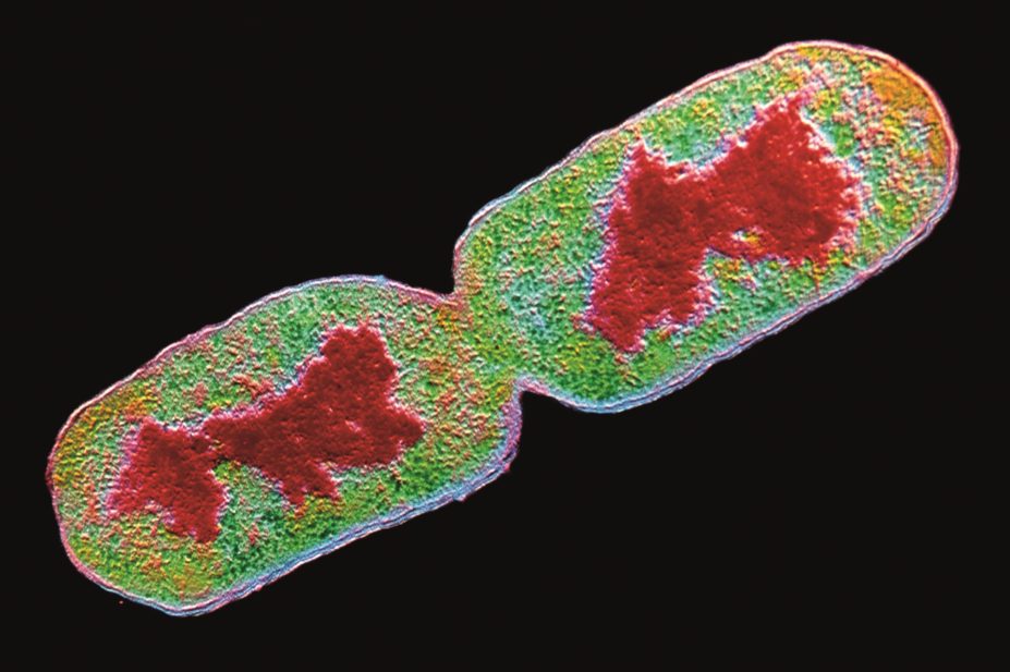A gene found in pathogenic bacteria, known as mar-1, was found in plasmids, mobile DNA that can transfer resistance between Escherichia coli (E coli) strains. In the image, micrograph of E coli bacteria