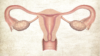 Female reproductive organs illustration