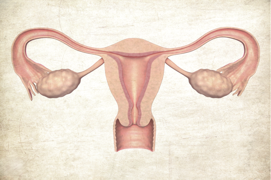 Female reproductive organs illustration