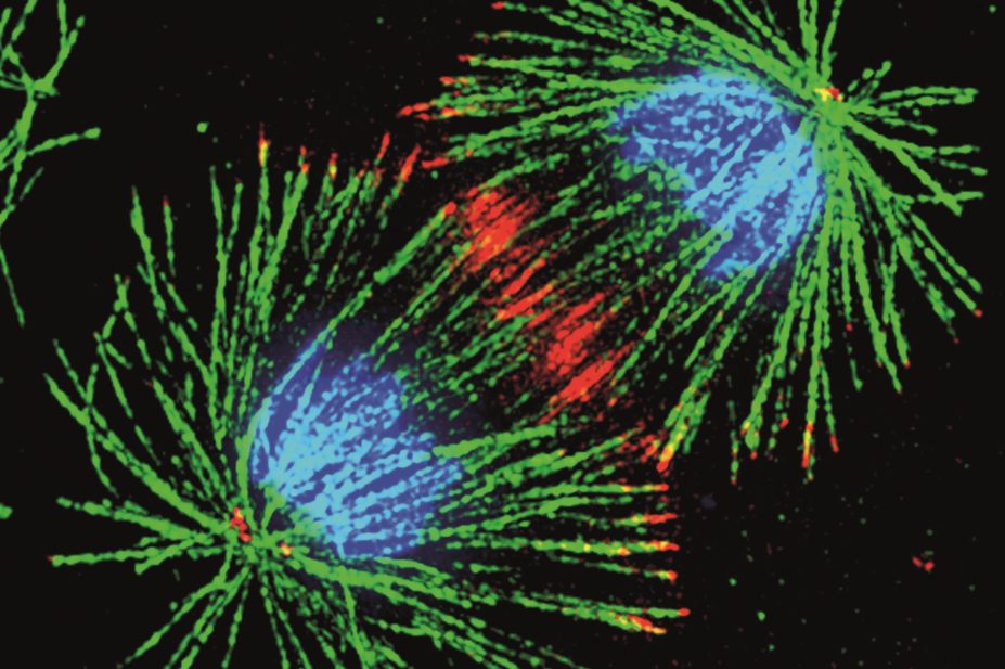 A screening study in fruit-fly cells (pictured) has identified two existing drugs – the anti-inflammatory and chemotherapeutic drug methotrexate and the closely related drug aminopterin – as potent suppressors of JAK/STAT activation