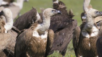 Eurasian griffon gyps fulvus vulture