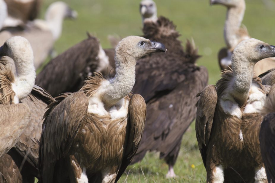 Eurasian griffon gyps fulvus vulture