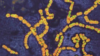 False-colour image of Streptococcus pyogenes