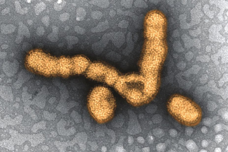 The evidence base for influenza drugs such as oseltamivir (Tamiflu) and zanamivir (Relenza) must be strengthened, says report. In the image, micrograph of H1N1 influenza virus particles