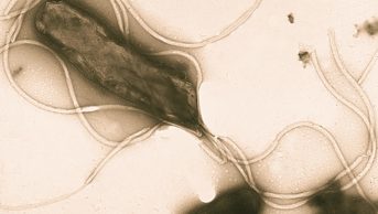 Among strategies used to eradicate Helicobacter pylori (micrograph pictured) infection in adults, the previously recommended seven days of standard triple treatment was the least effective, according to a recent review