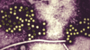 Electron micrograph of Hepatitis E viruses (HEV)