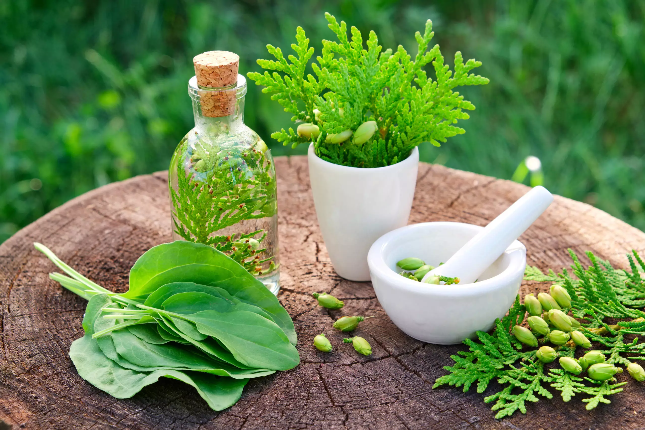 Herbal Medicine for Improving Overall Wellness and Vitality