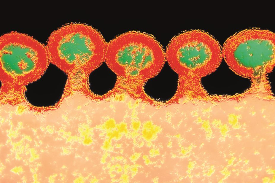 In the picture, HIV viruses budding from a cell. Othjer therapeutic options are being explored for HIV patients who cannot take efavirenz as therapy against HIV.