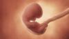 Illustration of a human foetus illustration