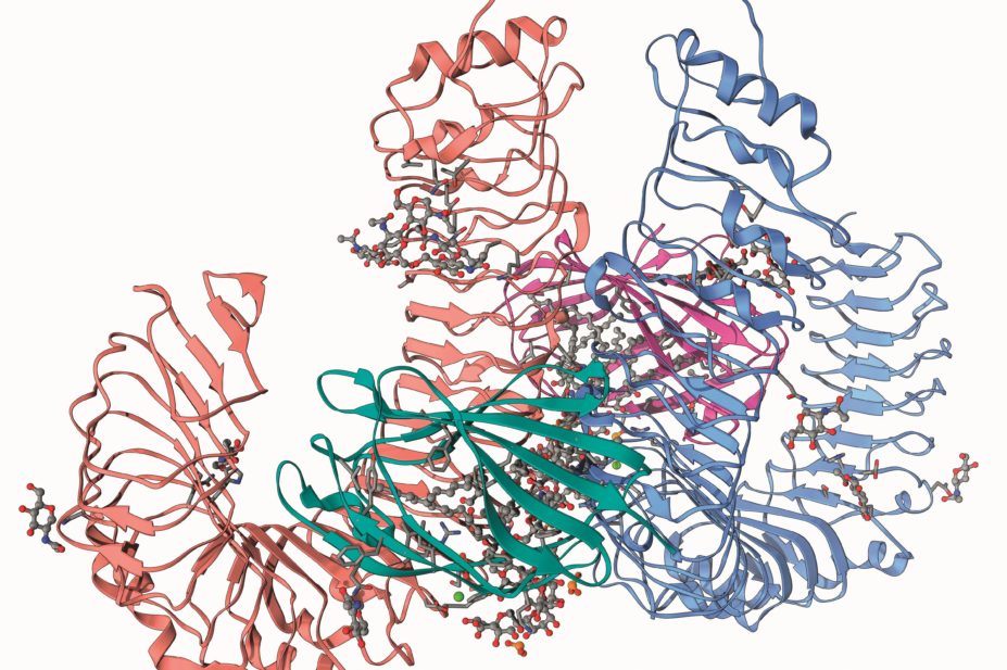 Identification and characterisation of a small molecule that targets protein receptors that stimulate the immune system could lead to novel vaccine adjuvants and anti-tumour agents. In the image, a human pathogen recognition molecule