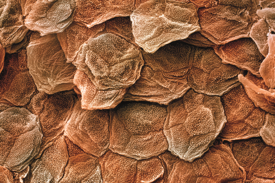 Micrograph of human skin