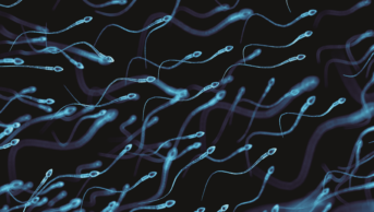 Human sperm illustration