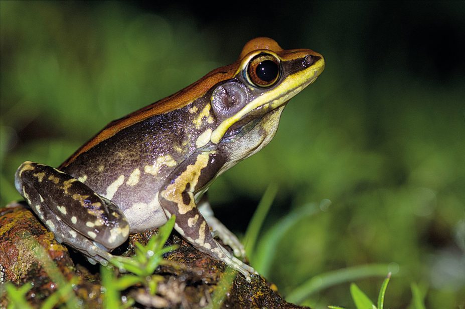 Hydrophylax bahuvistara or fungoid frog