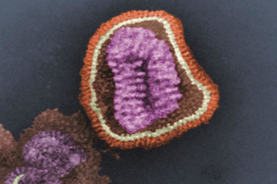 A vaccine candidate has demonstrated its unique ability to elicit a broad and protective immune response against influenza type A group 1 viruses in mice and nonhuman primates. In the image, micrograph of the influenza virus