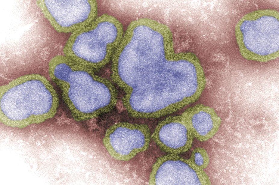 Community pharmacists in England have welcomed the announcement that they will be able to offer NHS flu vaccinations this winter. In the image, a scanning electron micrograph of the influenza virus
