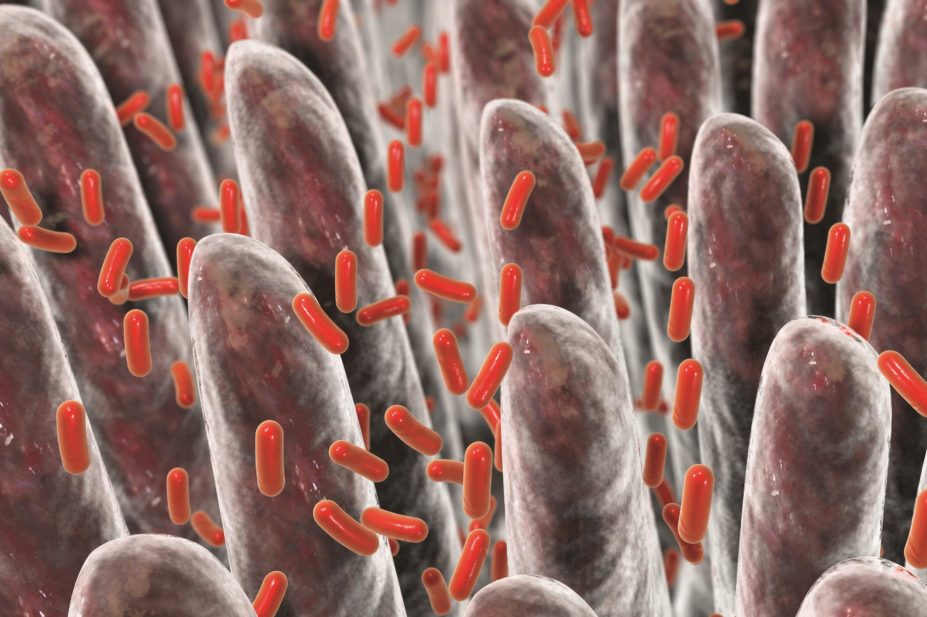 Illustration of intestinal villi and gut micro biomes