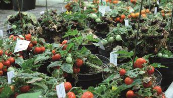 Close up of tomato plants at the John Innes Centre in Norwich, Norfolk