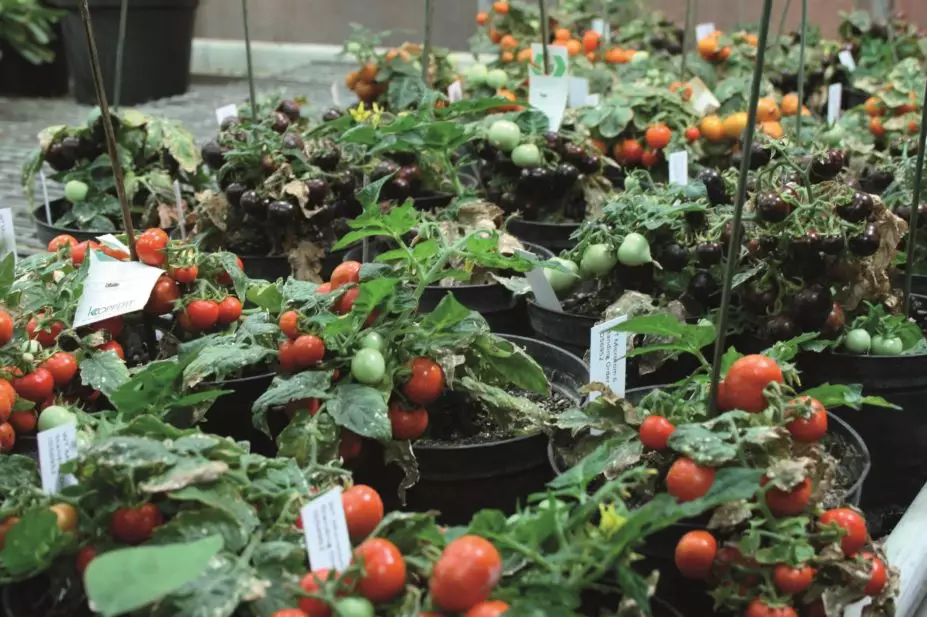 Close up of tomato plants at the John Innes Centre in Norwich, Norfolk