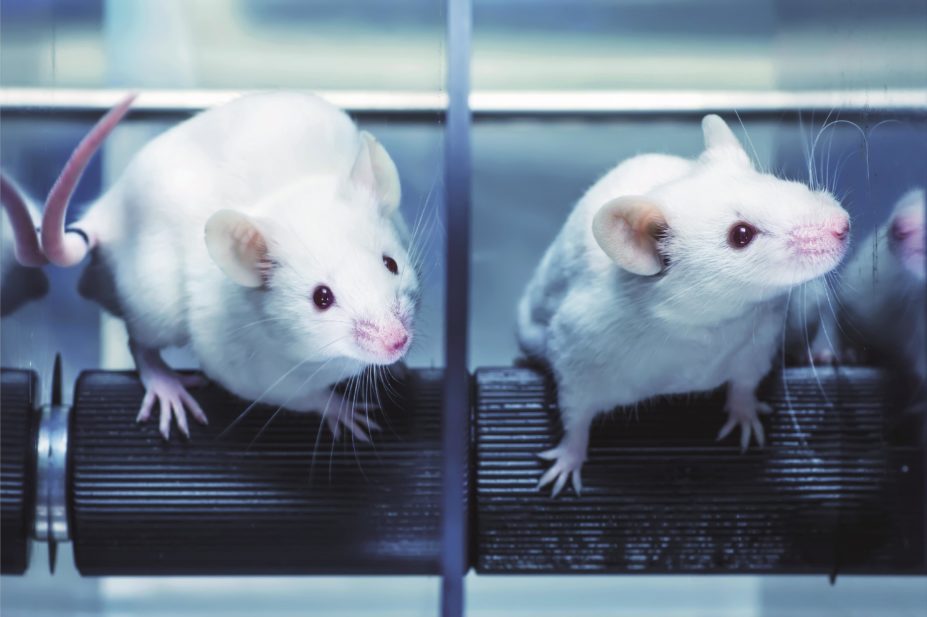 Researchers use RCT design for animal studies to tackle high attrition rates in drug development