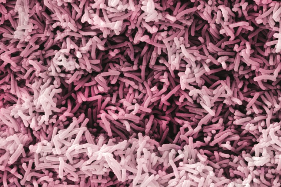 New research suggests that exposure to antibiotic drugs in early life may disrupt the gut microbiome, with potentially far-reaching consequences. In the image, SEM of lactobacillus case shirota bacteria found in the gut