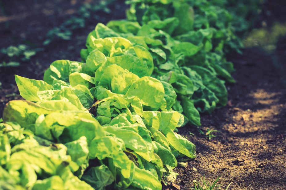 Recent research has shown the effect that some drugs, even at very low concentrations, can have on plants such as lettuce and radish