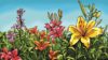 New national guidelines on treating menopause symptoms in women will re-open the discussion between clinician and patient on the merits of using hormone replacement therapy. In the image, illustration of a variety of lilies in a garden