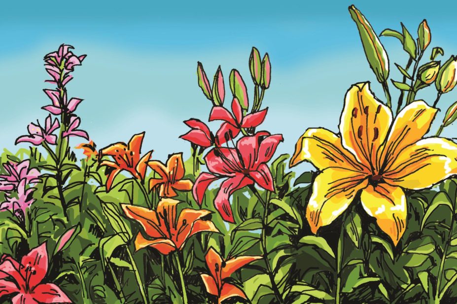 New national guidelines on treating menopause symptoms in women will re-open the discussion between clinician and patient on the merits of using hormone replacement therapy. In the image, illustration of a variety of lilies in a garden