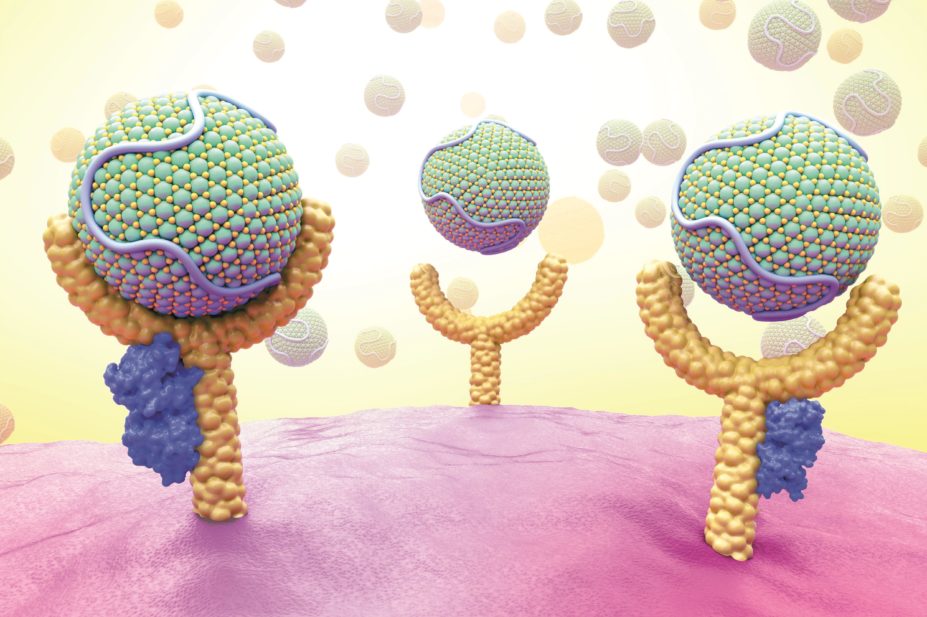 Computer illustration of low-density lipoproteins (LDL) and PCSK9 bound to receptors
