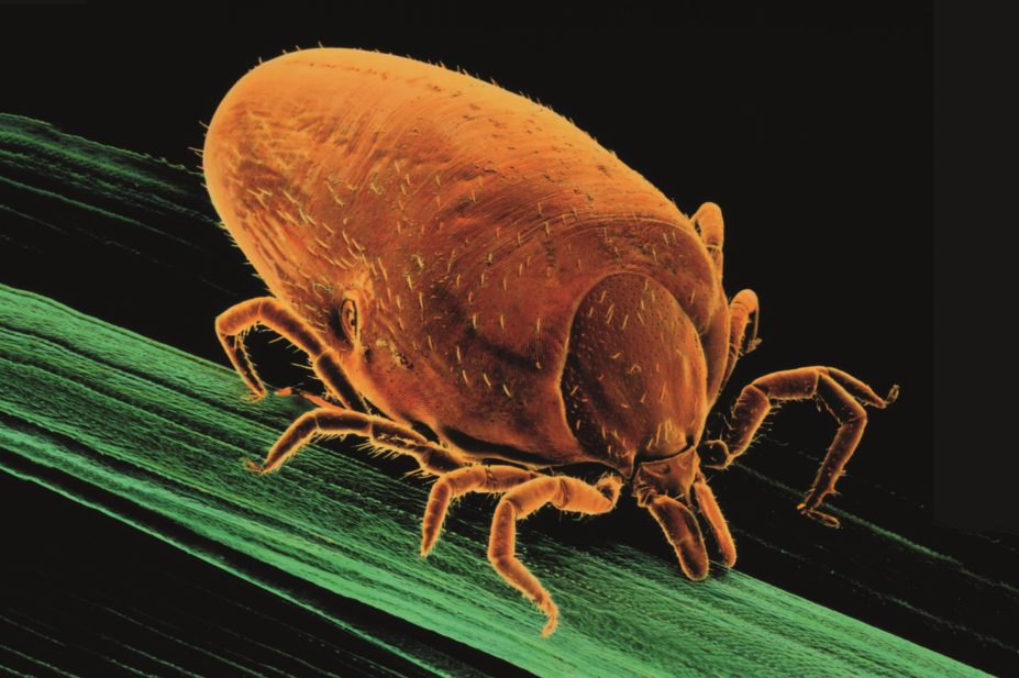 Coloured scanning electron micrograph of an engorged female Ixodes ricinus tick or lyme disease tick