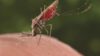 Close up of the Anopheles mosquito, a vector for the malaria parasite, feeding on a human