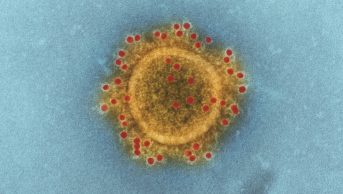 Researchers at the University of Pennsylvania believe that they have developed a promising DNA vaccine against the Middle East Respiratory (MERS), micrograph pictured.