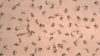 Hundreds of mosquitos used to test for dengue fever