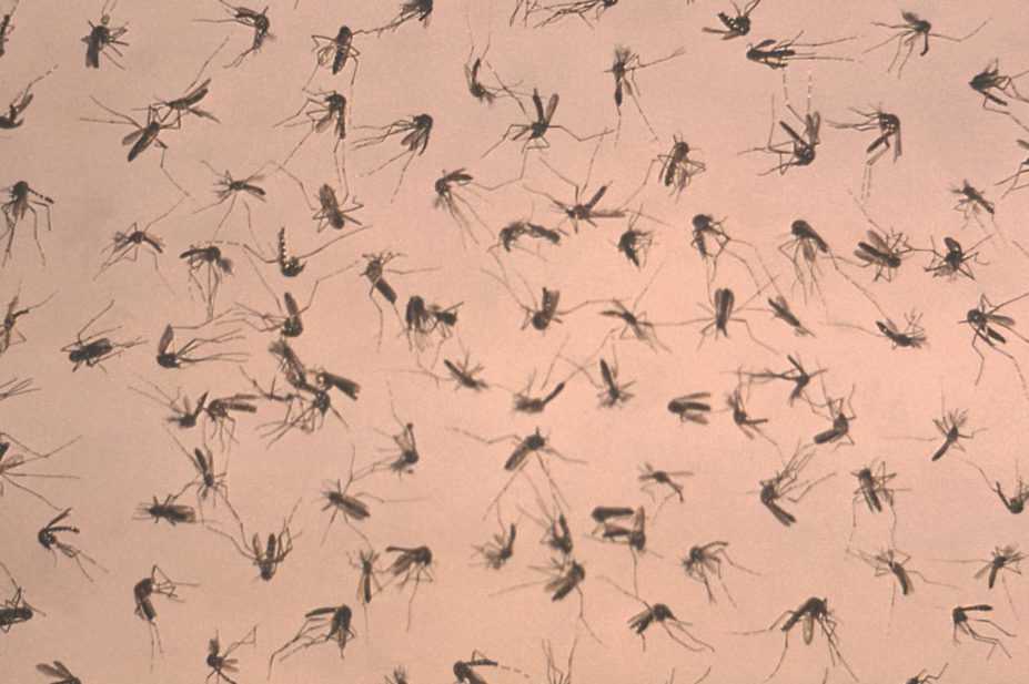 Hundreds of mosquitos used to test for dengue fever