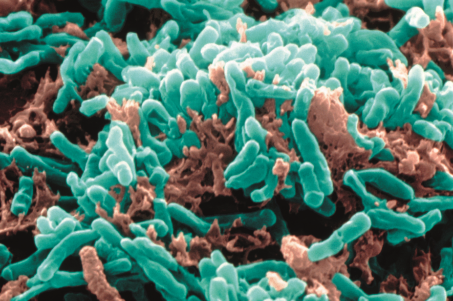 Micrograph mycobacterium tuberculosis bacteria