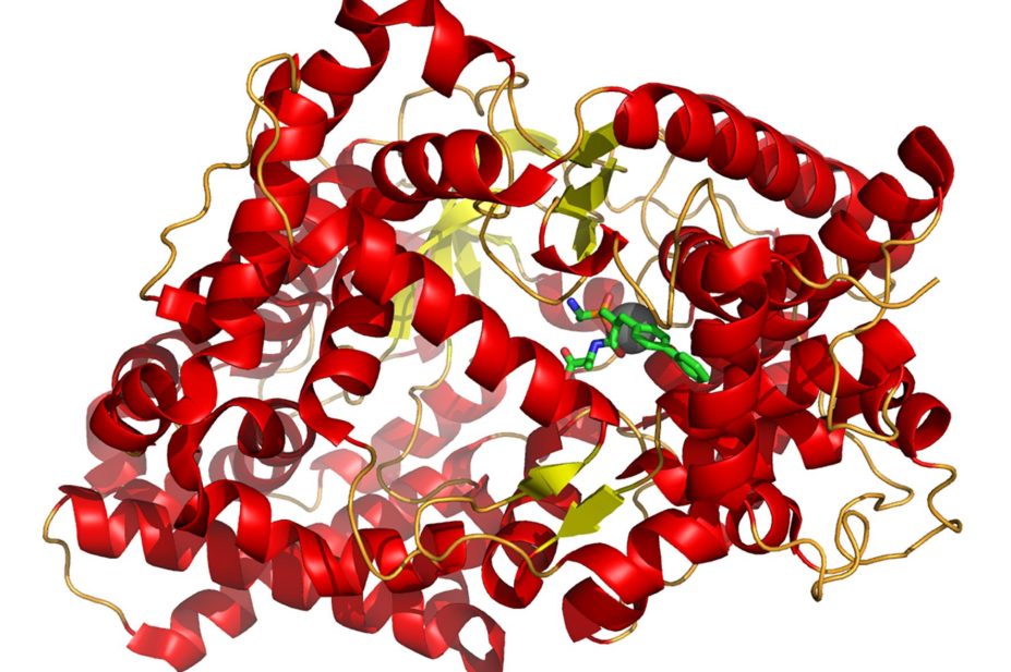 Neprilysin protein strand
