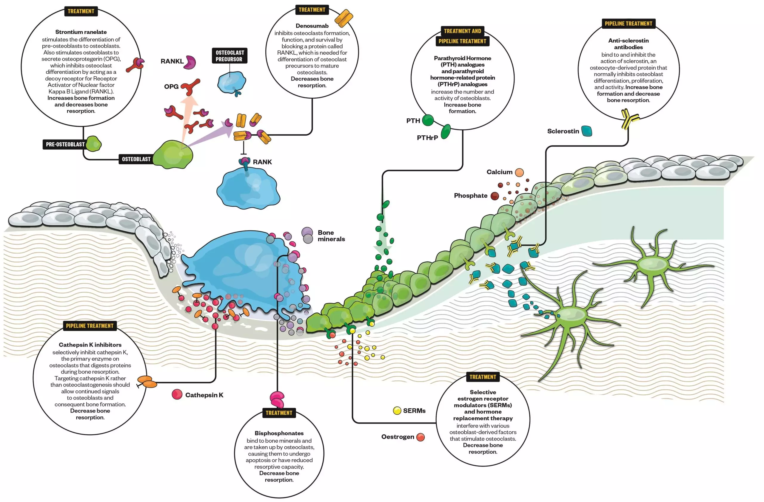 osteoporosis-moving-beyond-bisphosphonates-the-pharmaceutical-journal