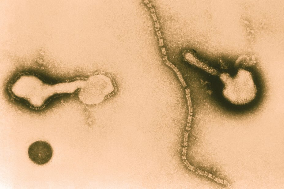 Magnified image of the influenza virus
