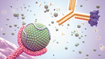 Computer illustration of a low-density lipoprotein (LDL) molecule (round) bound to an LDL receptor (LDLR) protein, with a molecule of the enzyme proprotein convertase subtilisin/kexin type 9 (PCSK9, blue) bound to a PCSK9 inhibitor antibody (orange)