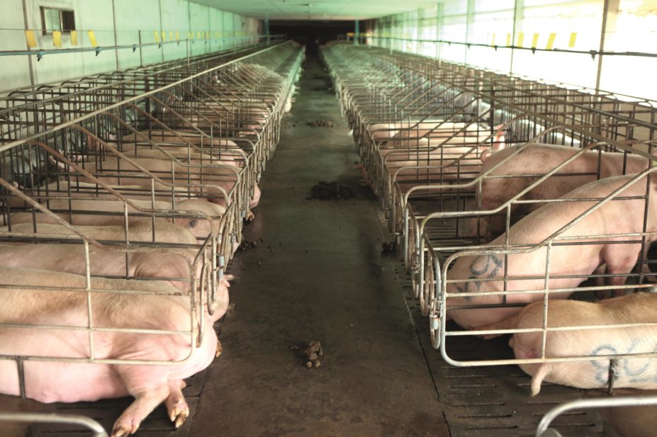 Resistance to the antibiotic colistin has been found in samples of bacteria on three British farms, the Department for Environment, Food and Rural Affairs has confirmed. In the picture, a pig farm.