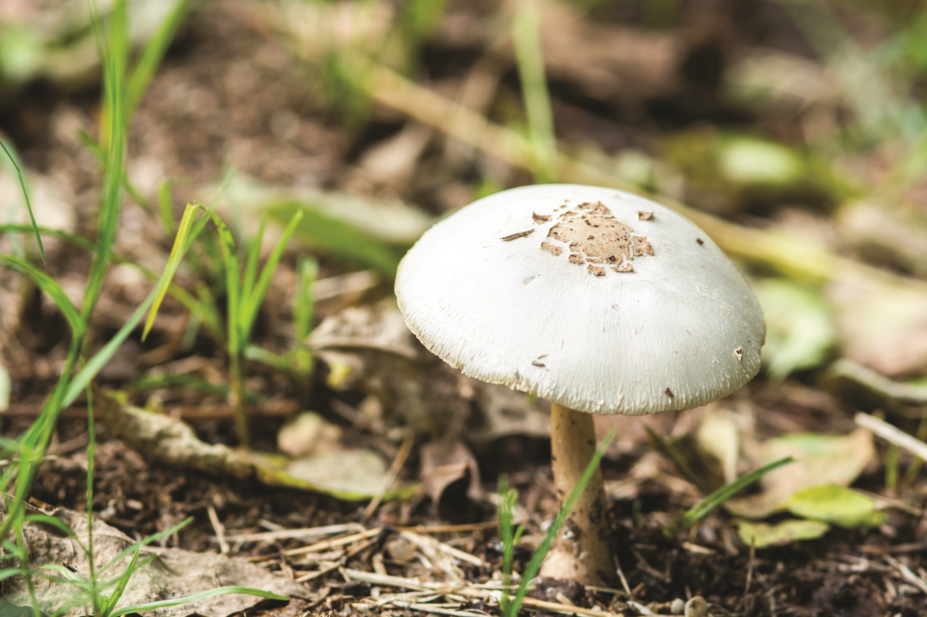 Psilocybin, magic mushroom