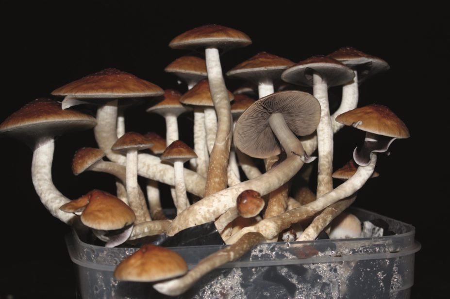 There is interest in the therapeutic potential of psychedelic drugs such as LSD and psilocybin (magic mushrooms, pictured here), particularly in the treatment of alcoholism, depression and other mental health disorders