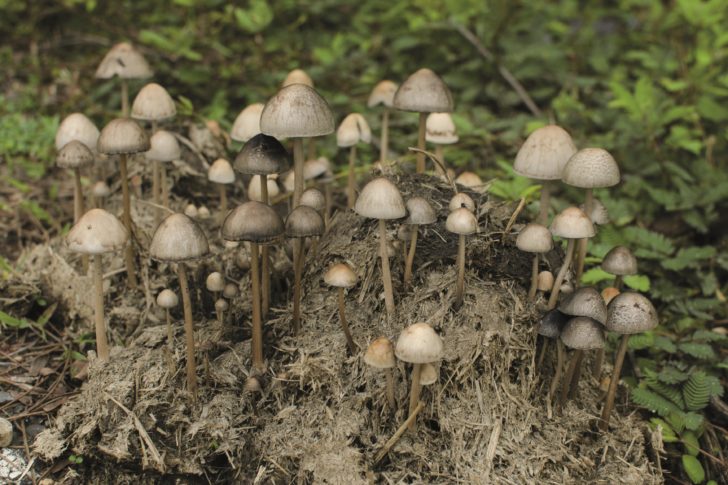 Psilocybin shows potential as treatment for depression - The ...