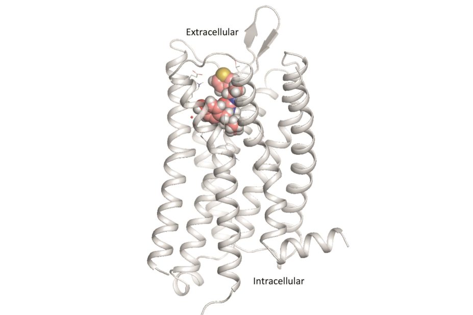 PZM21 is shown docked on the brain’s mu-opioid receptor. The molecular color code is Pink: carbon, White: hydrogen, Red: oxygen, Blue: nitrogen, Gold: sulfur