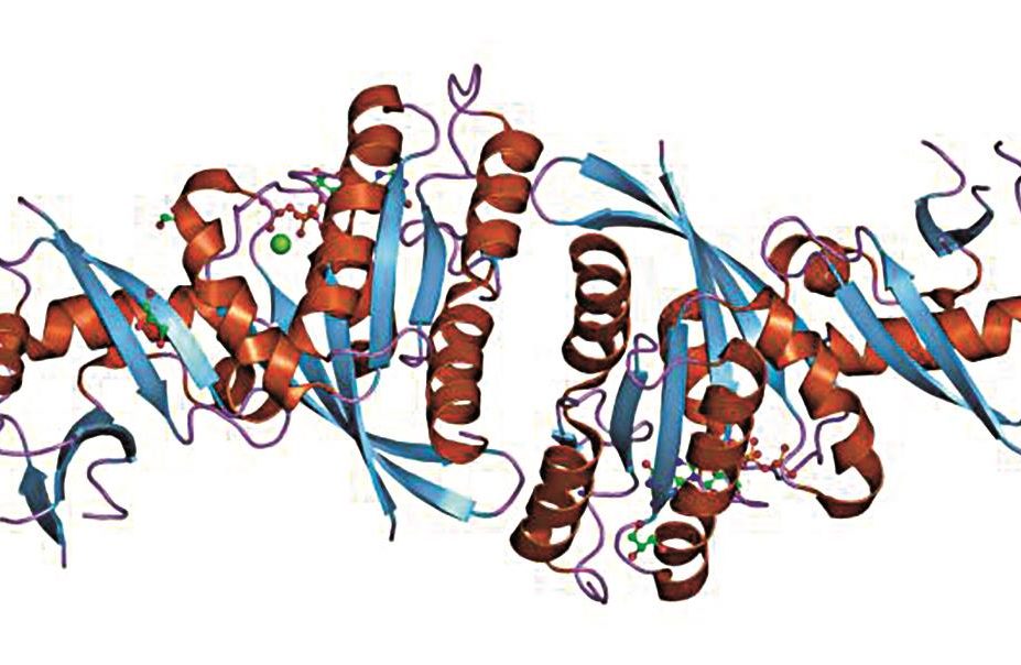 Researchers find way to target RAS protein (pictured), the most frequently mutated oncogene in a third of human cancers
