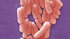 Coloured SEM of Salmonella Typhi (S. Typhi) bacteria